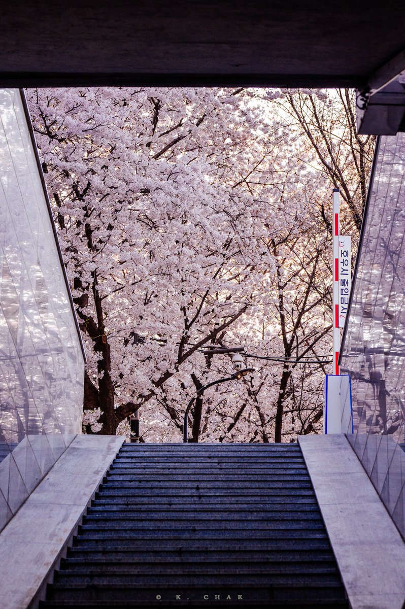 케이채 (K. CHAE) tweet media