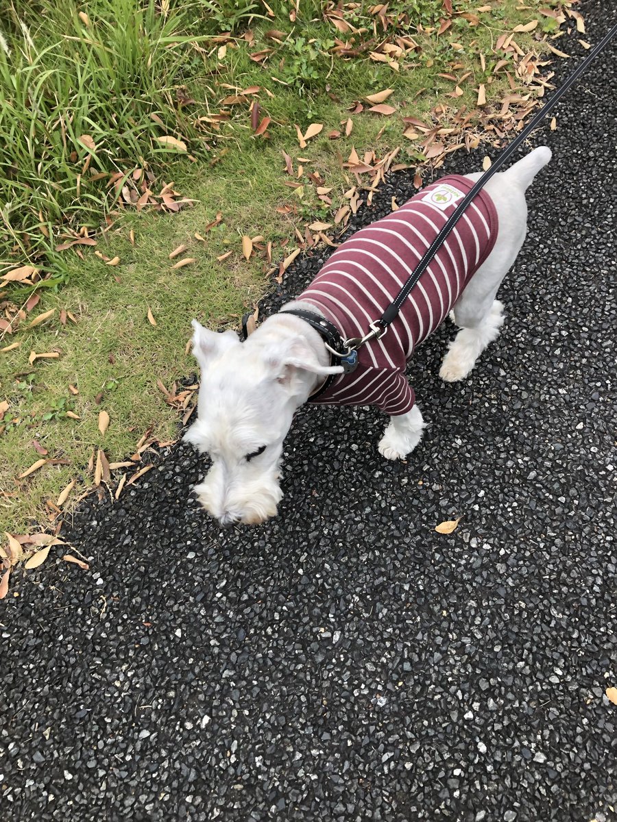 ジャスタ tweet media