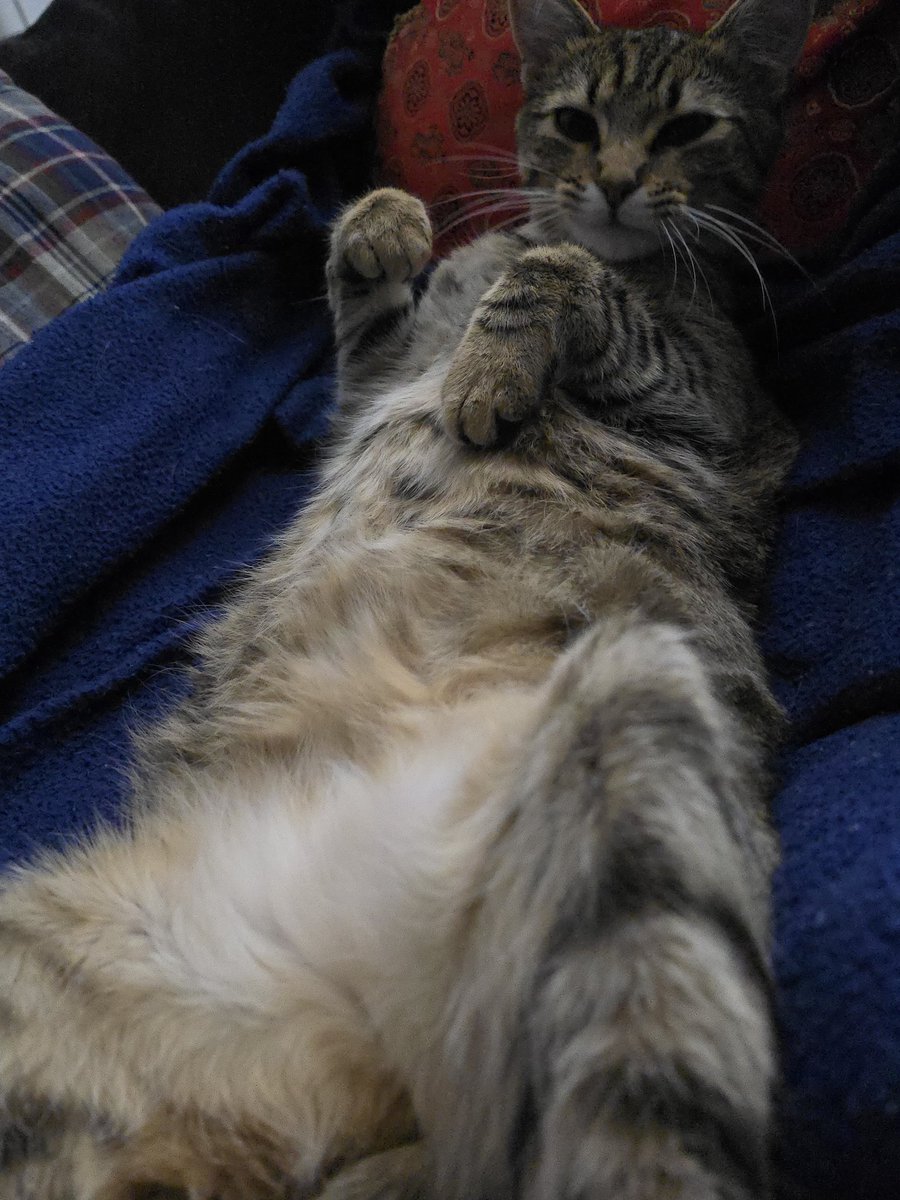 Scilixx's tweet photo. @hogonekohaku Our cat Nami has the same energy. They could be twins 🥹🫳 https://t.co/NQMyEwVfhL