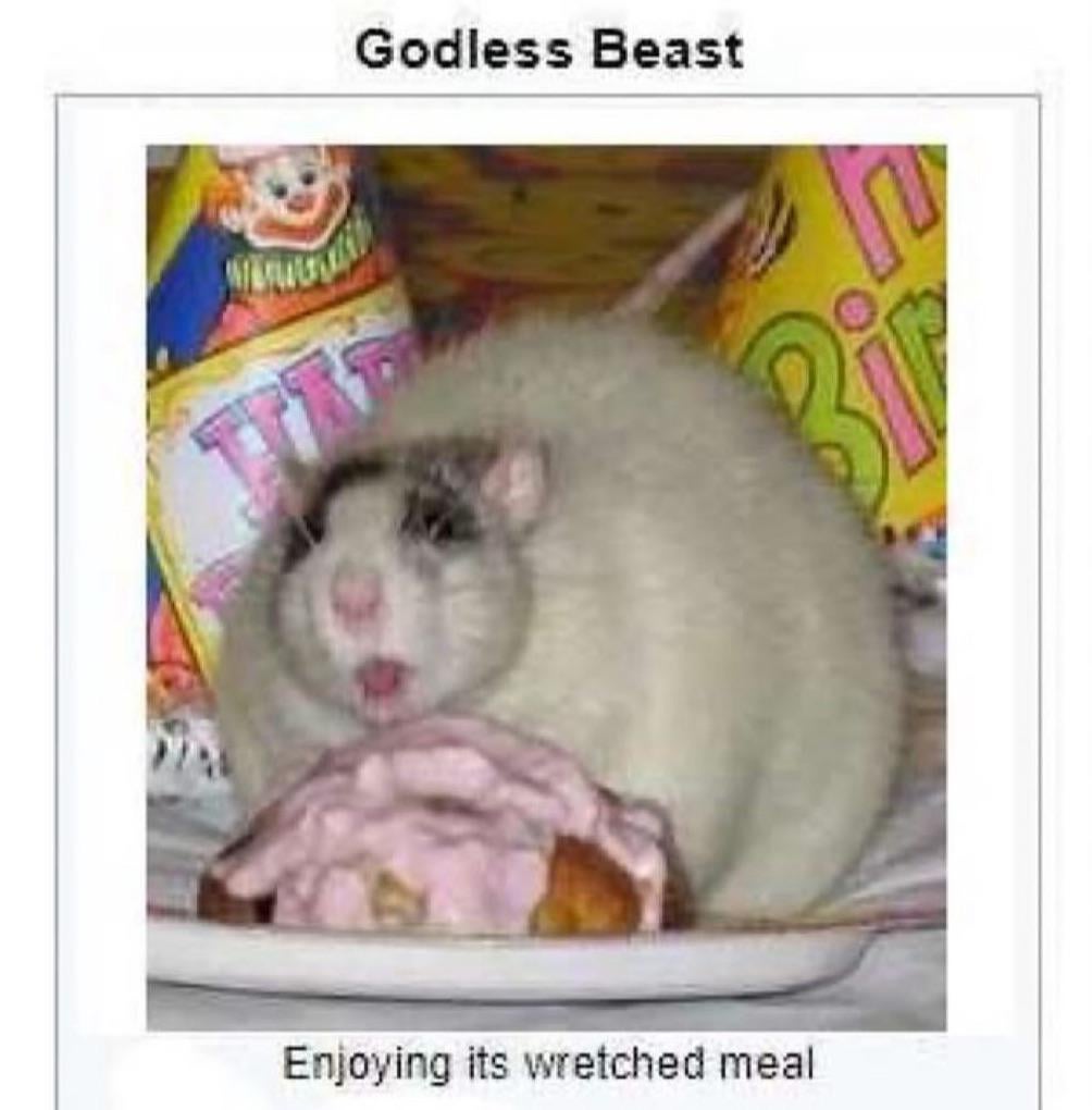 wahoo 🦝🥥 tweet media