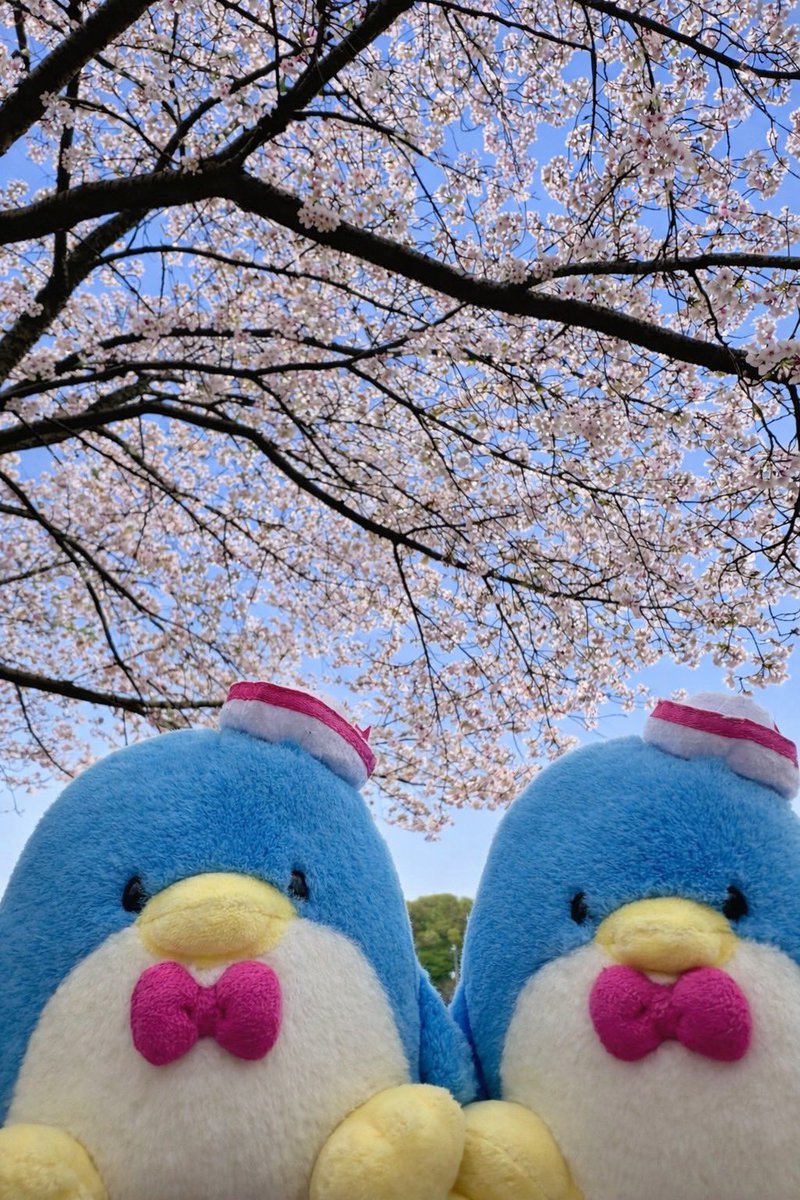 ぽに丸 tweet media