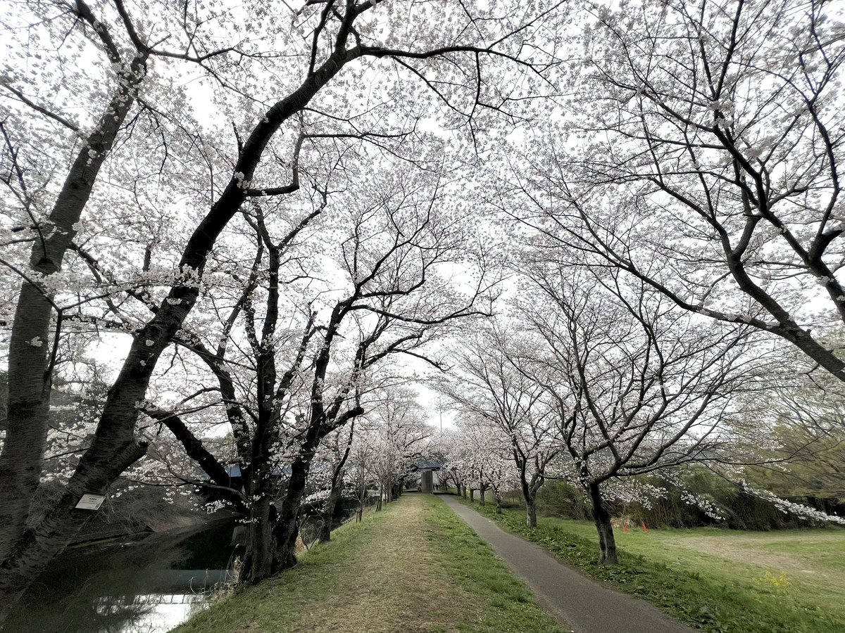 iwapyong【岩瀬聡志】 tweet media