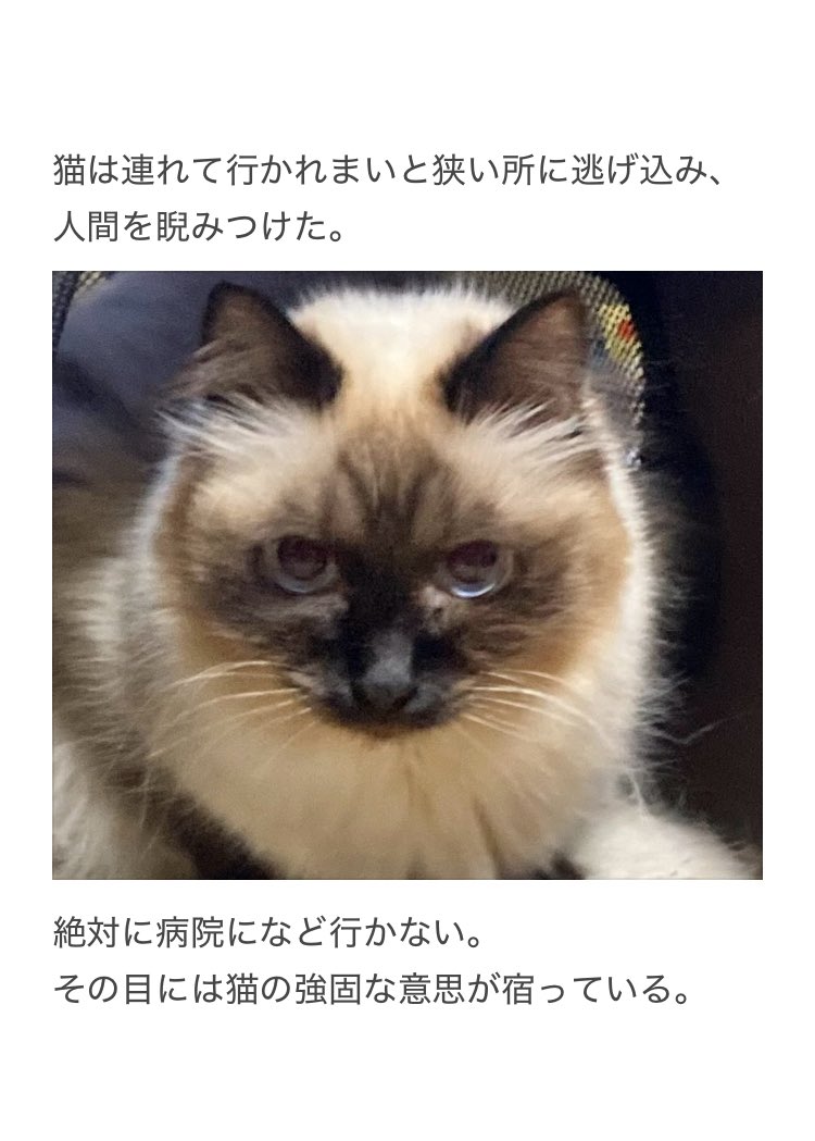 やーこ tweet media