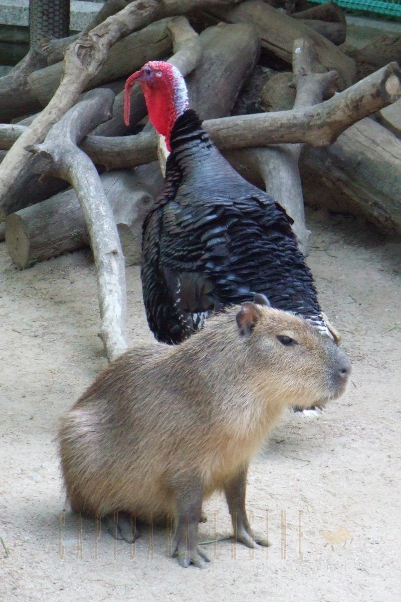 トバリジュウロー tweet media