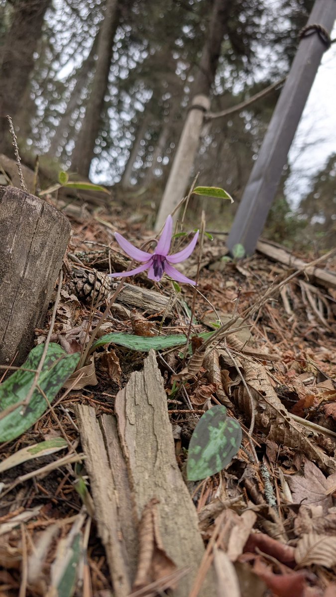 りうママ tweet media