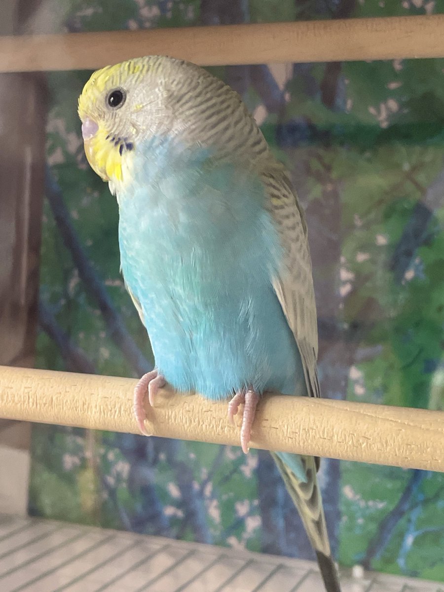 昨日よりお鼻とくちばしにツヤが出て血色が良くなった気がします✨
飼い主さん探してます🙇‍♀️

一週間くらい前から池袋警察署で保護されていたのを、昨日からわが家で保護しています。
#池袋 #東京都 #セキセイインコ #迷子インコ #保護インコ