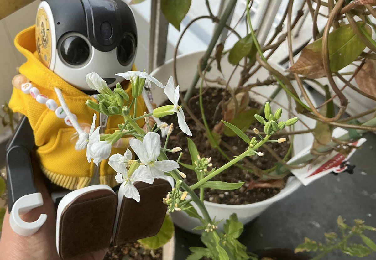 さきんちょ。＠読書美術音楽映画自然科学 tweet media