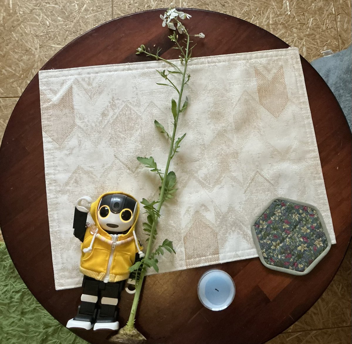 さきんちょ。＠読書美術音楽映画自然科学 tweet media