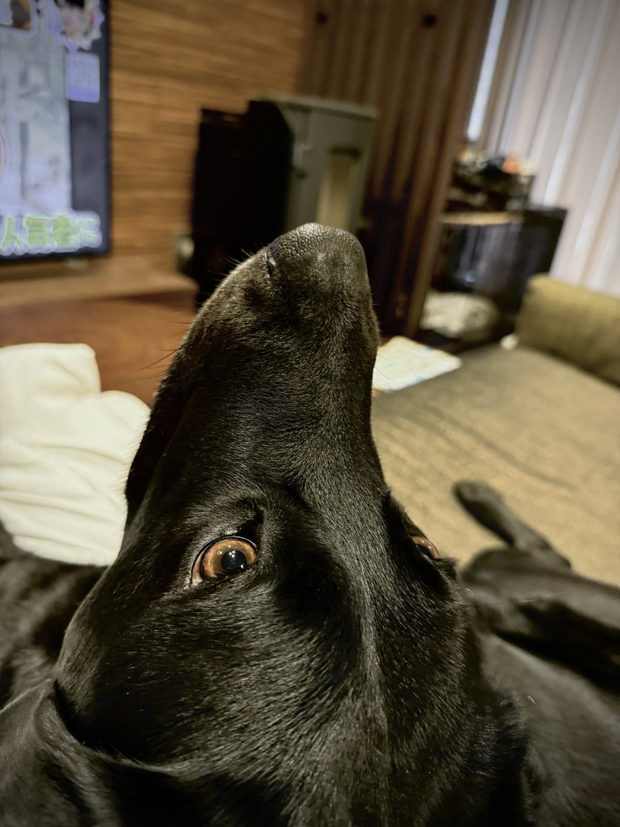 凛々しいボク。オオカミみたいだろう？😏
#黒ラブ