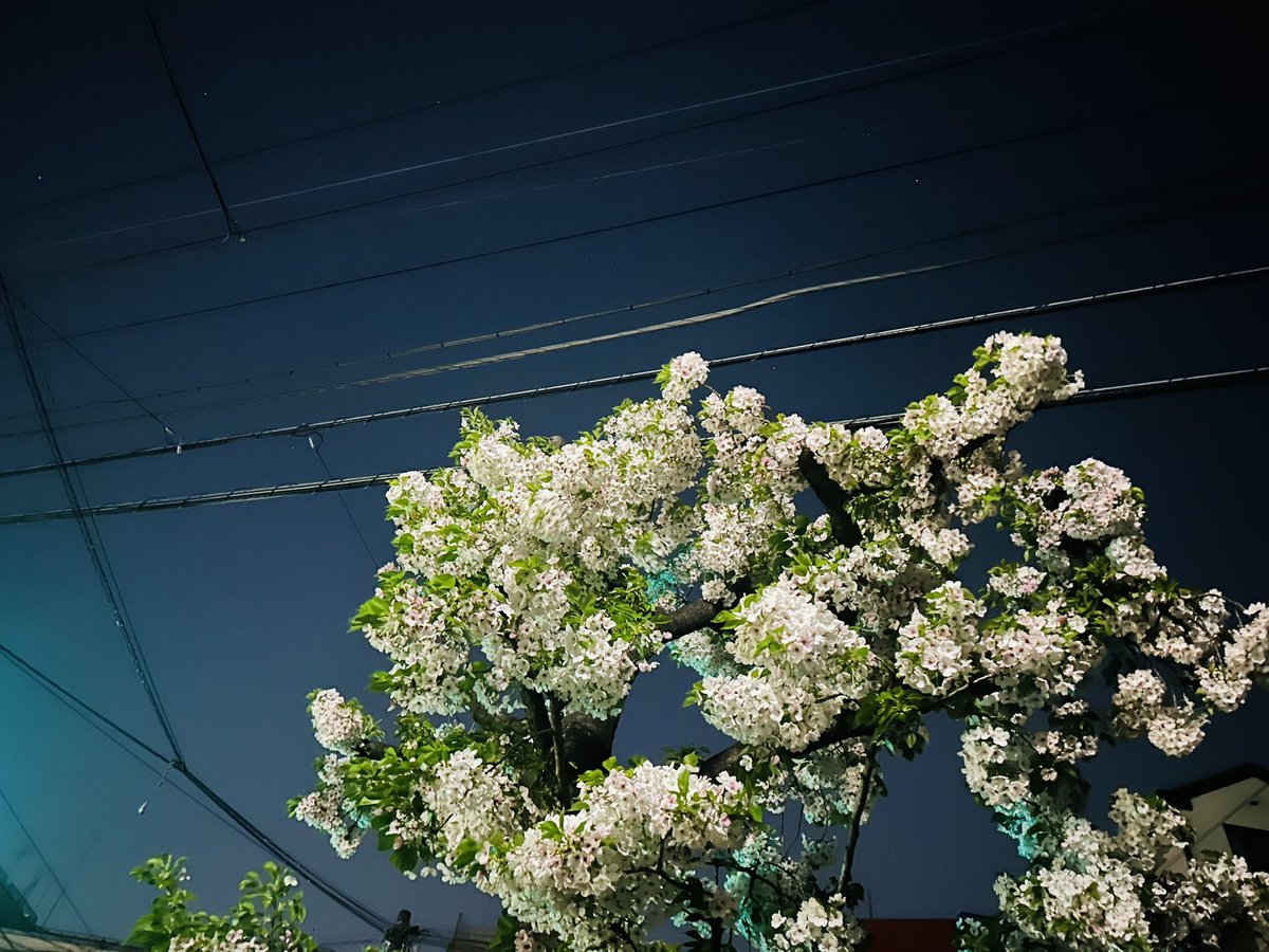 くみん : 久美之助🔫🚘🐦‍⬛ tweet media