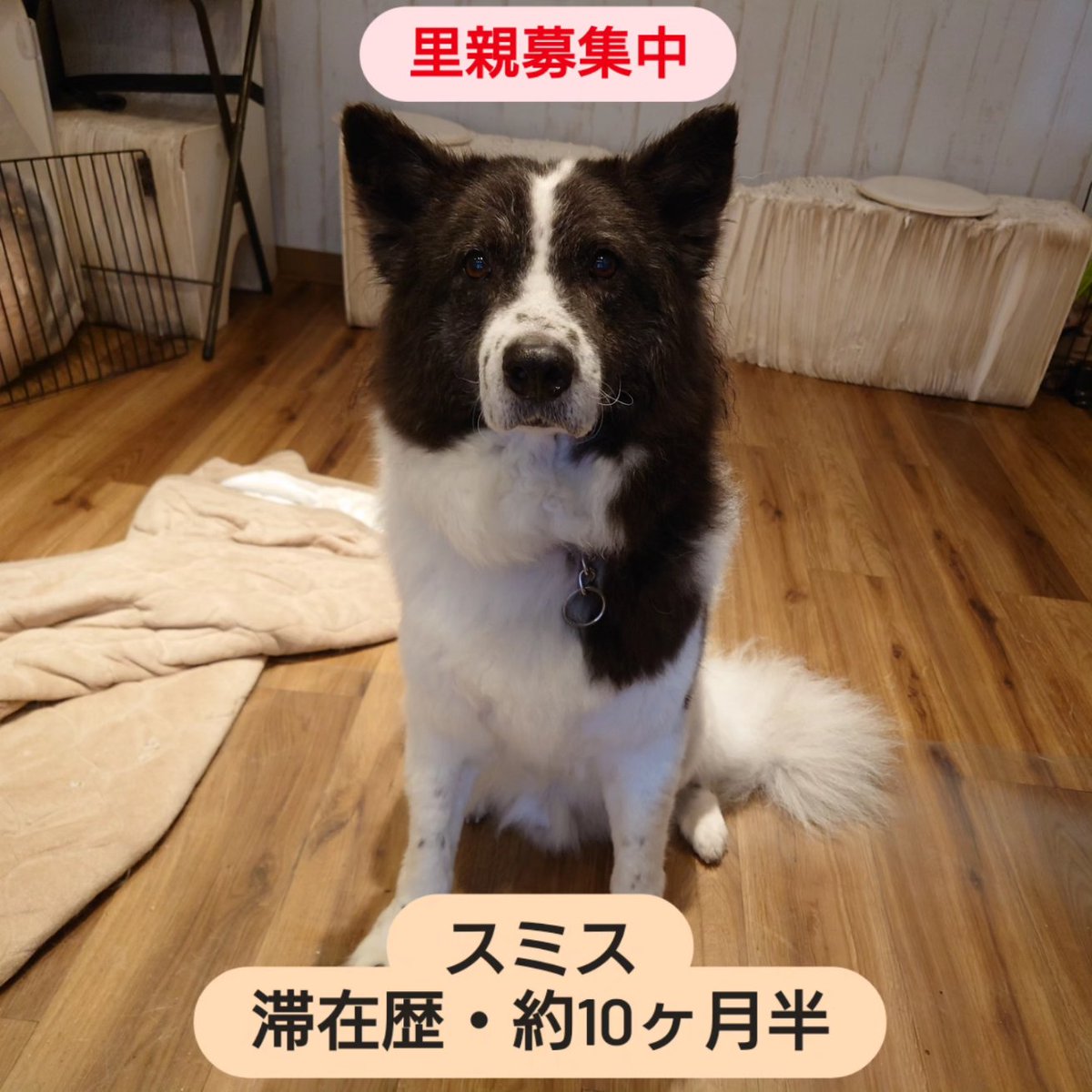 温もりカフェ🐾保護犬里親募集中 tweet media