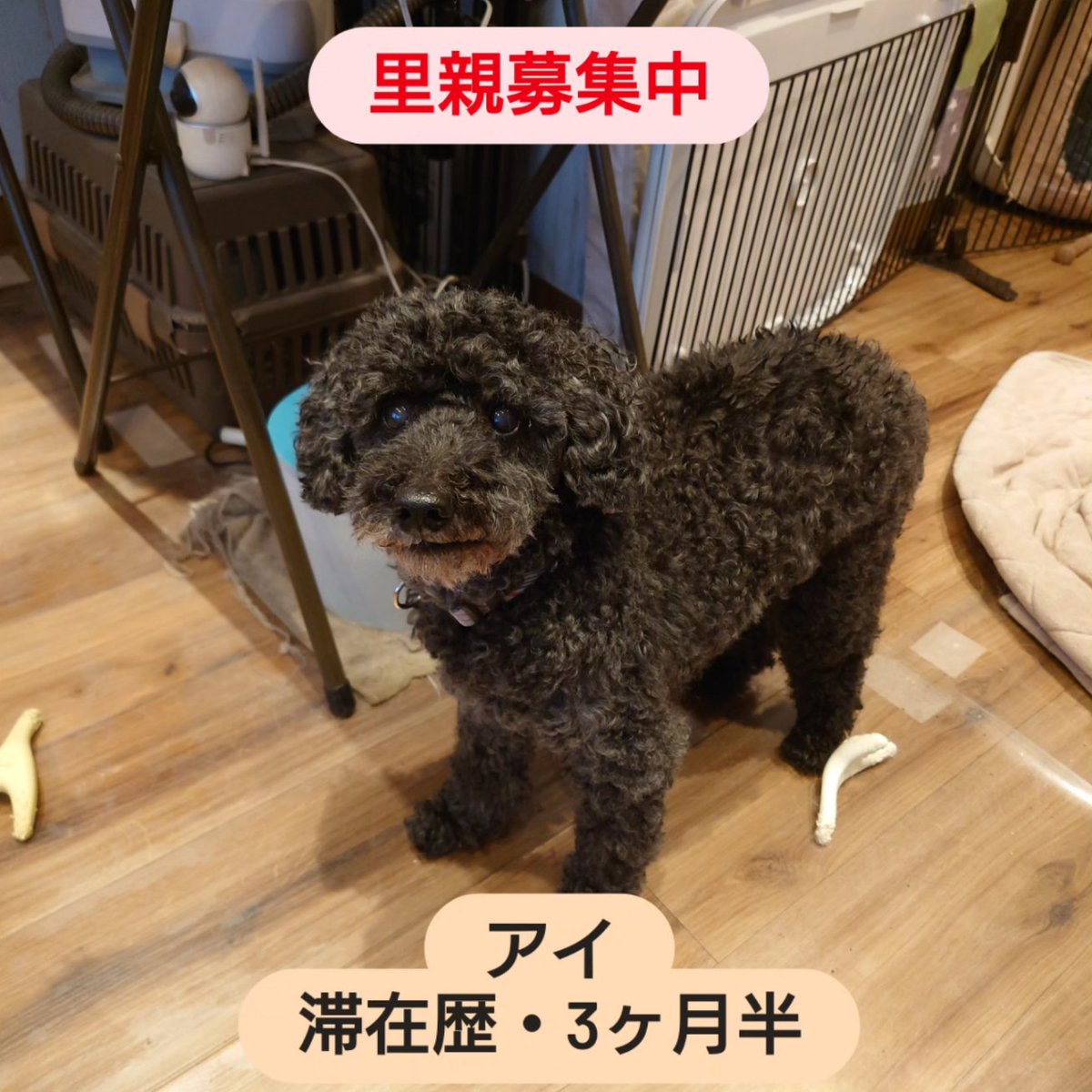 温もりカフェ🐾保護犬里親募集中 tweet media