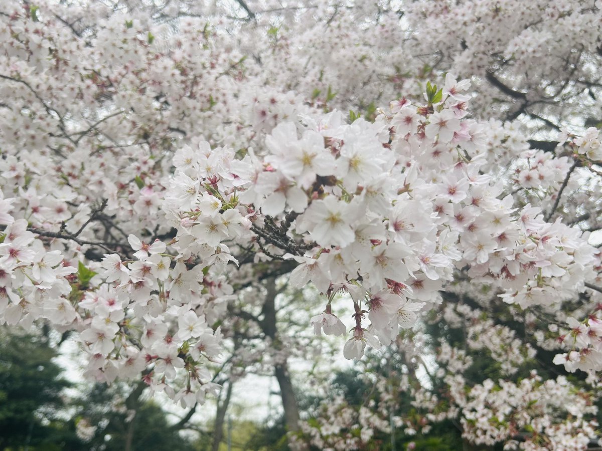 くみん : 久美之助🔫🚘🐦‍⬛ tweet media