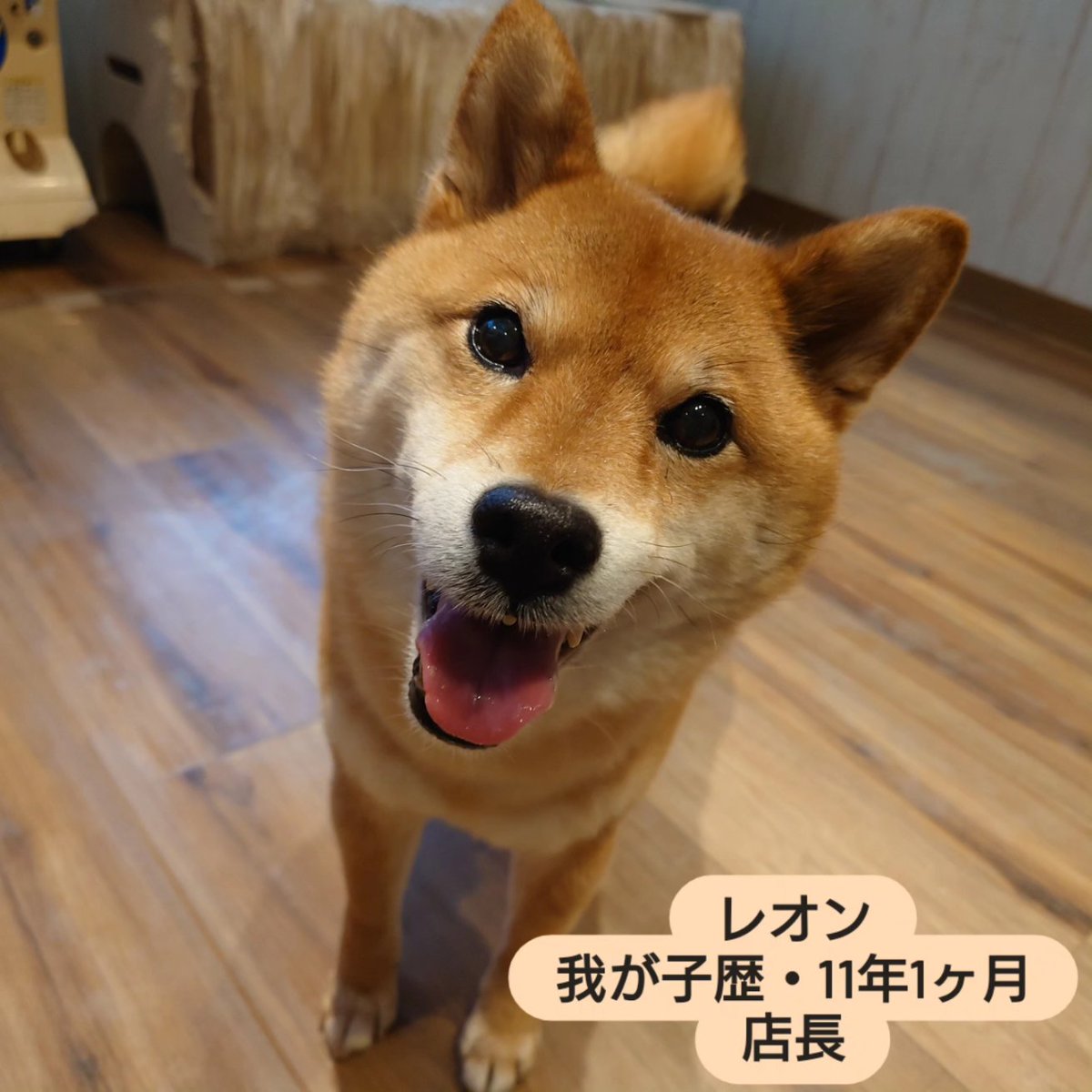 温もりカフェ🐾保護犬里親募集中 tweet media