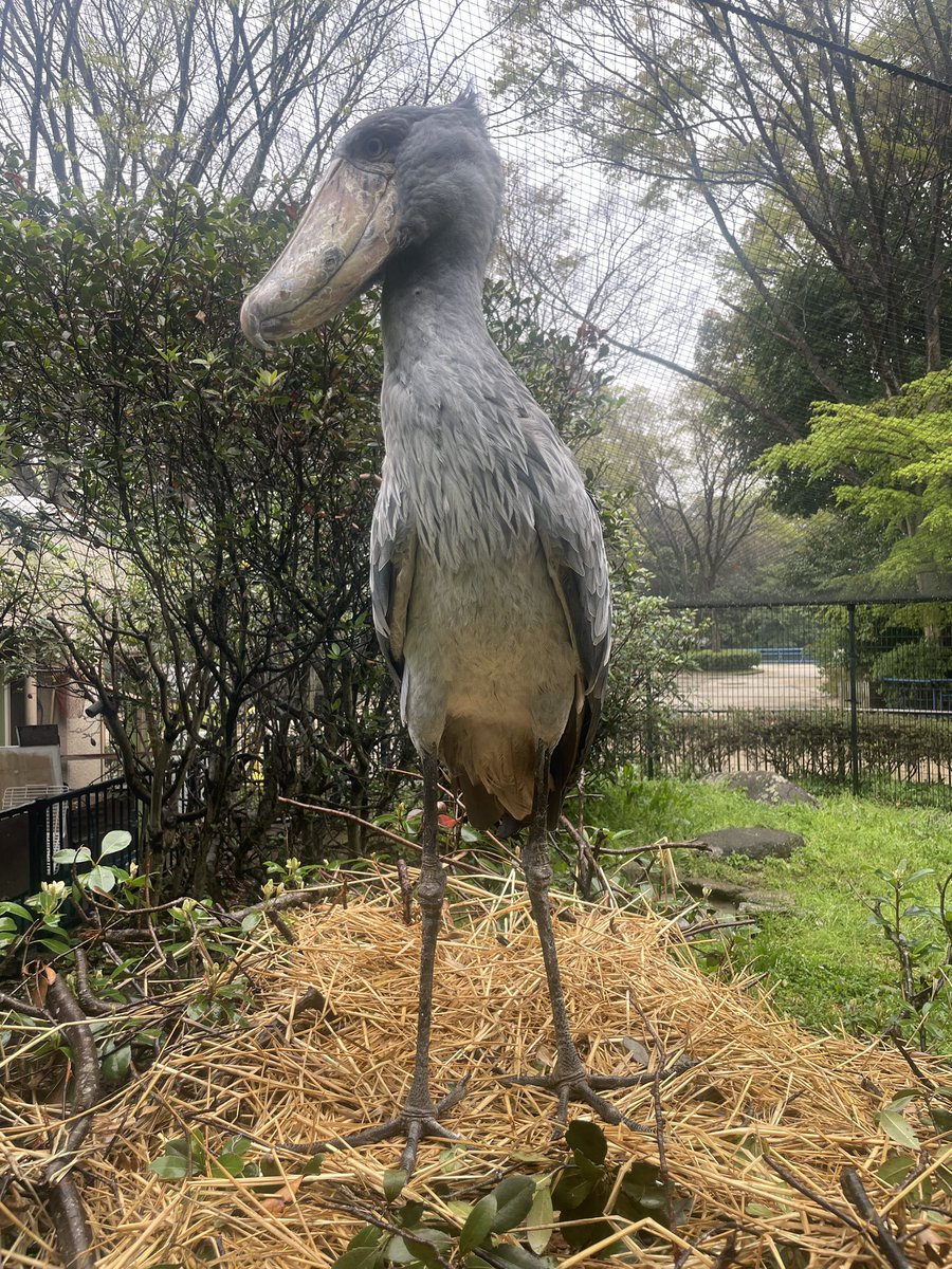 千葉市動物公園【公式】 tweet media