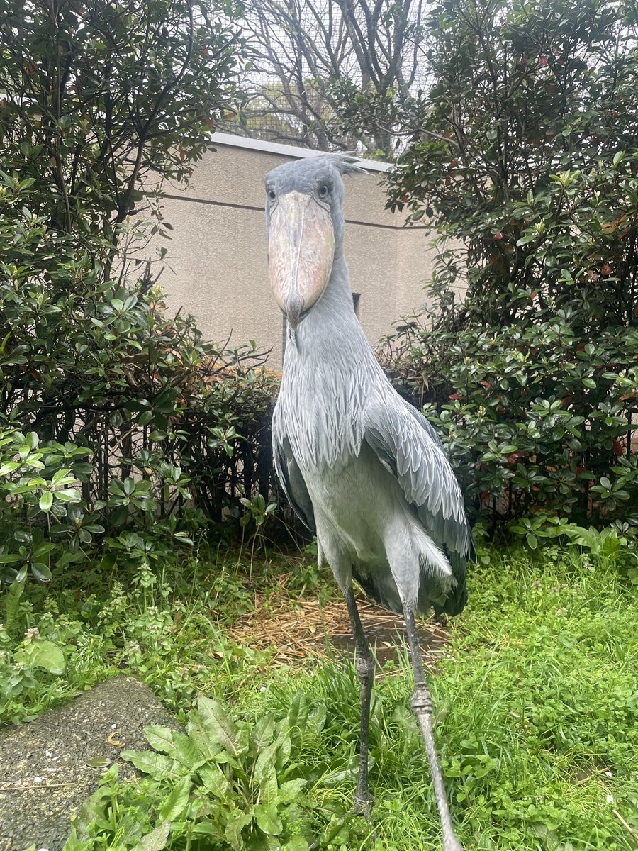 千葉市動物公園【公式】 tweet media