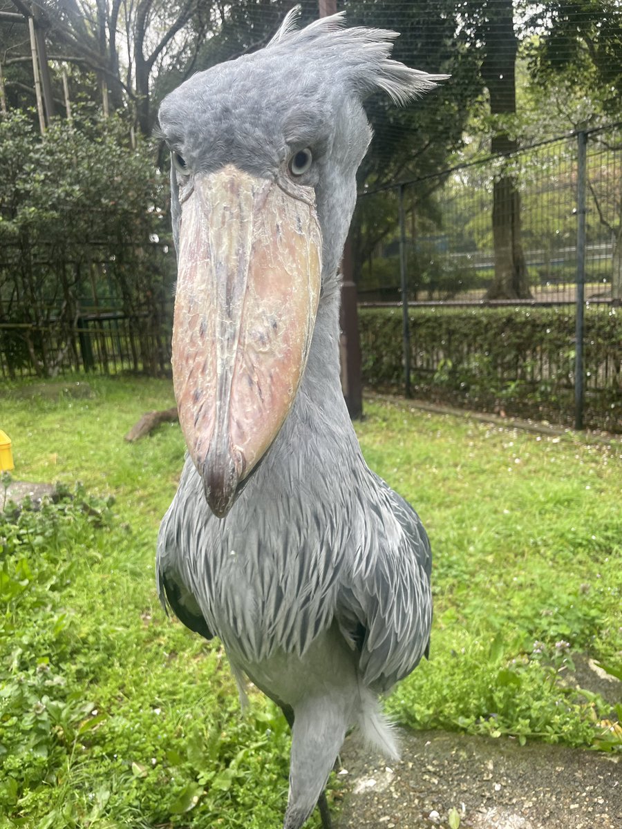 千葉市動物公園【公式】 tweet media