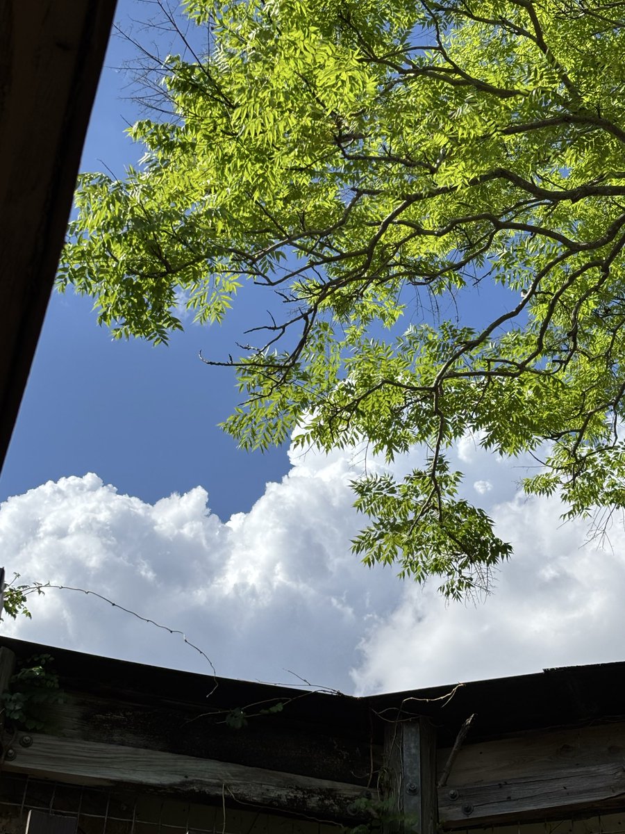 crow wants sleep tweet media