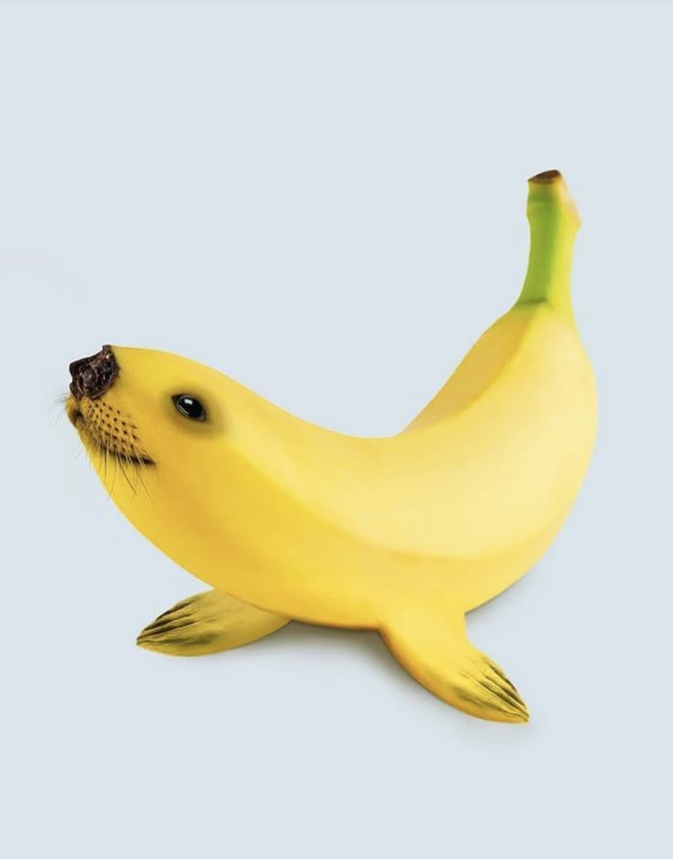 Sr. Bachata tweet media