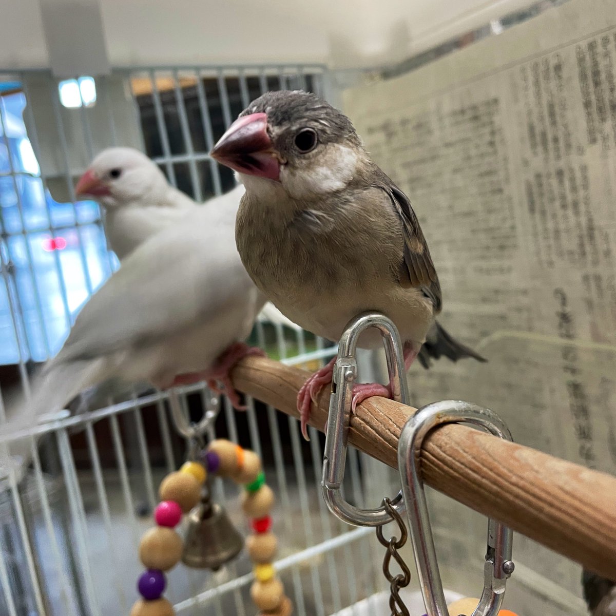今日は大雨で外に出るのが大変です。
代わりに桜文鳥のヒナが今日初めてカゴに出たのでご覧ください。