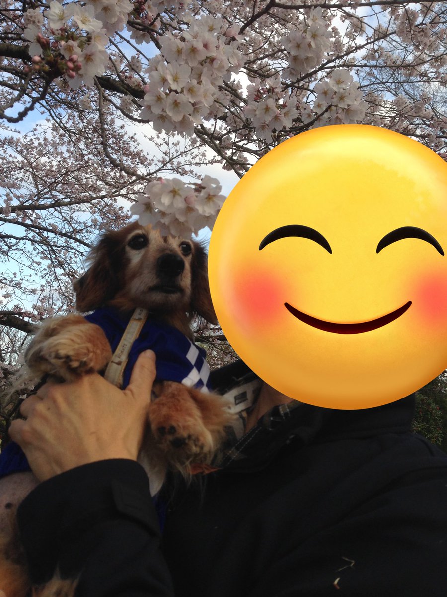 老犬ダックスジェットお空の上から tweet media