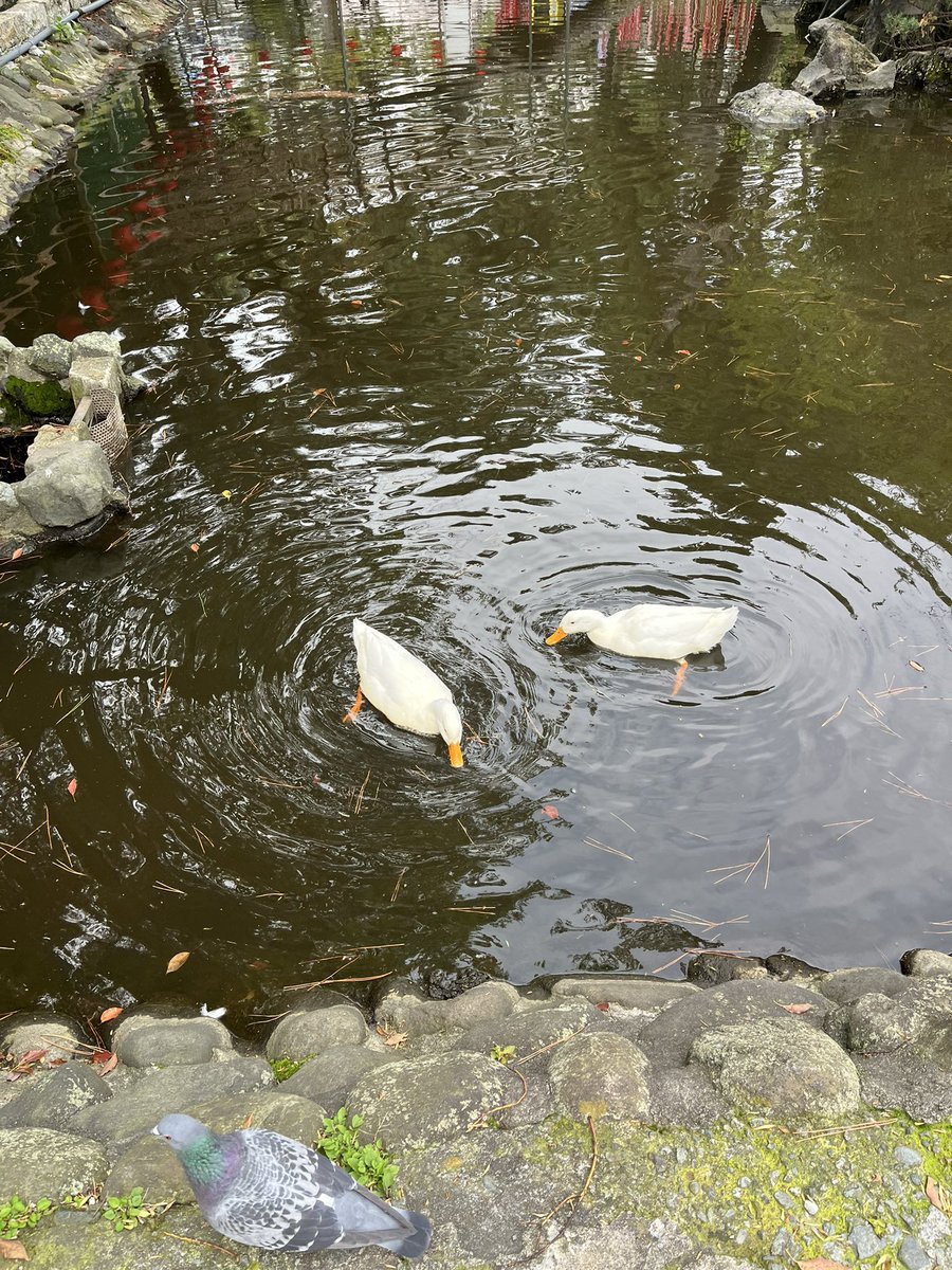 Moroo Jun tweet media