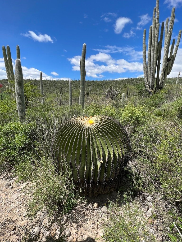 Gregorio Ramirez Valdez tweet media