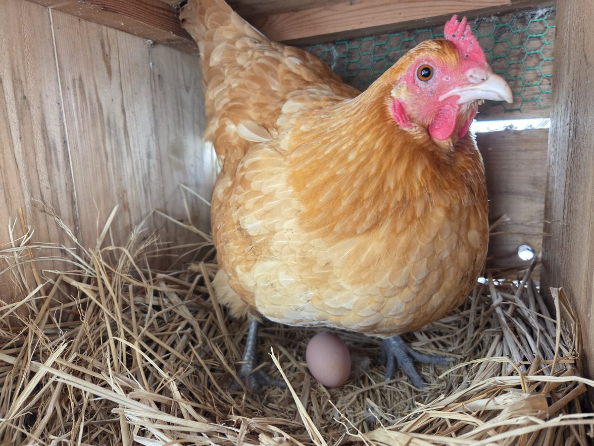 しらい tweet media