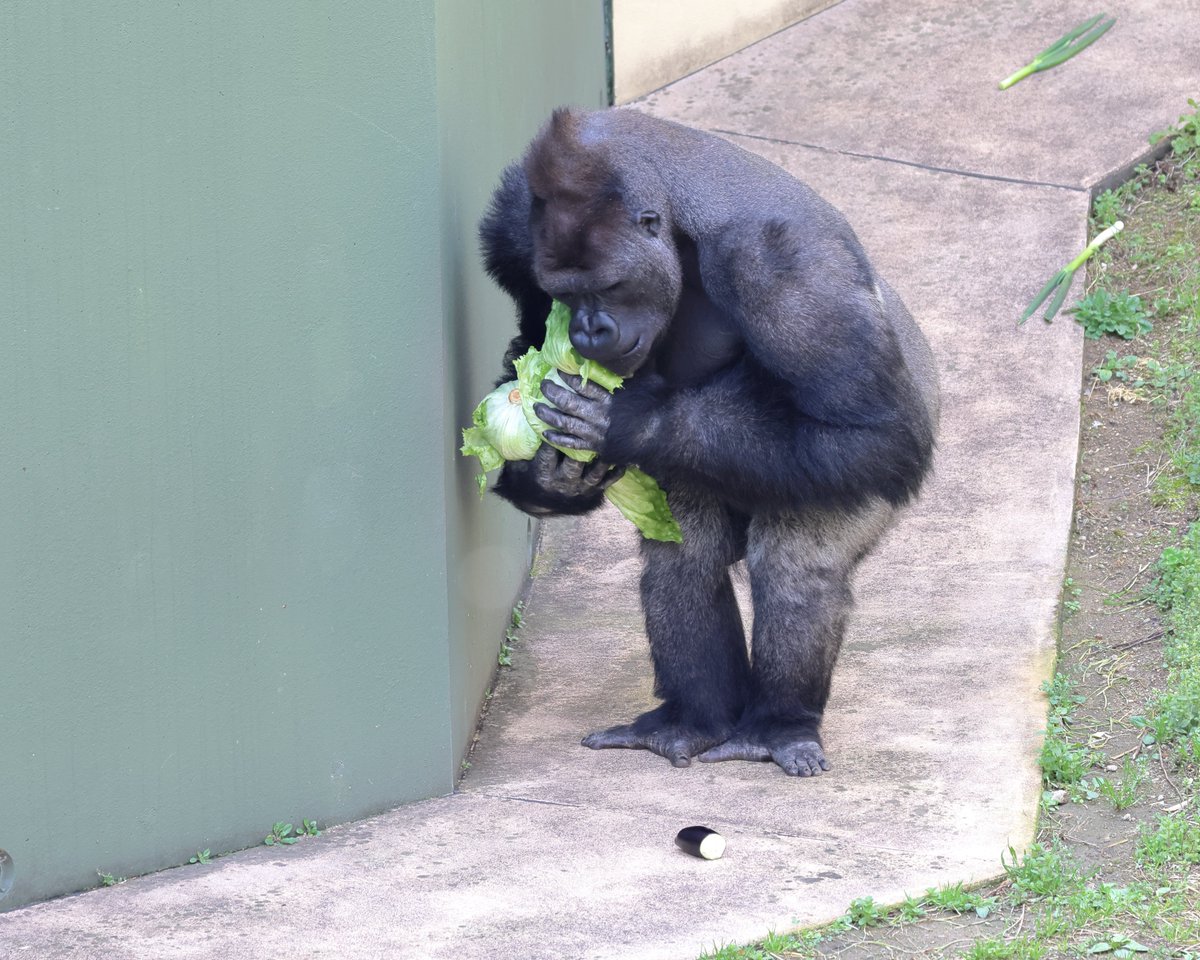 チャリ tweet media