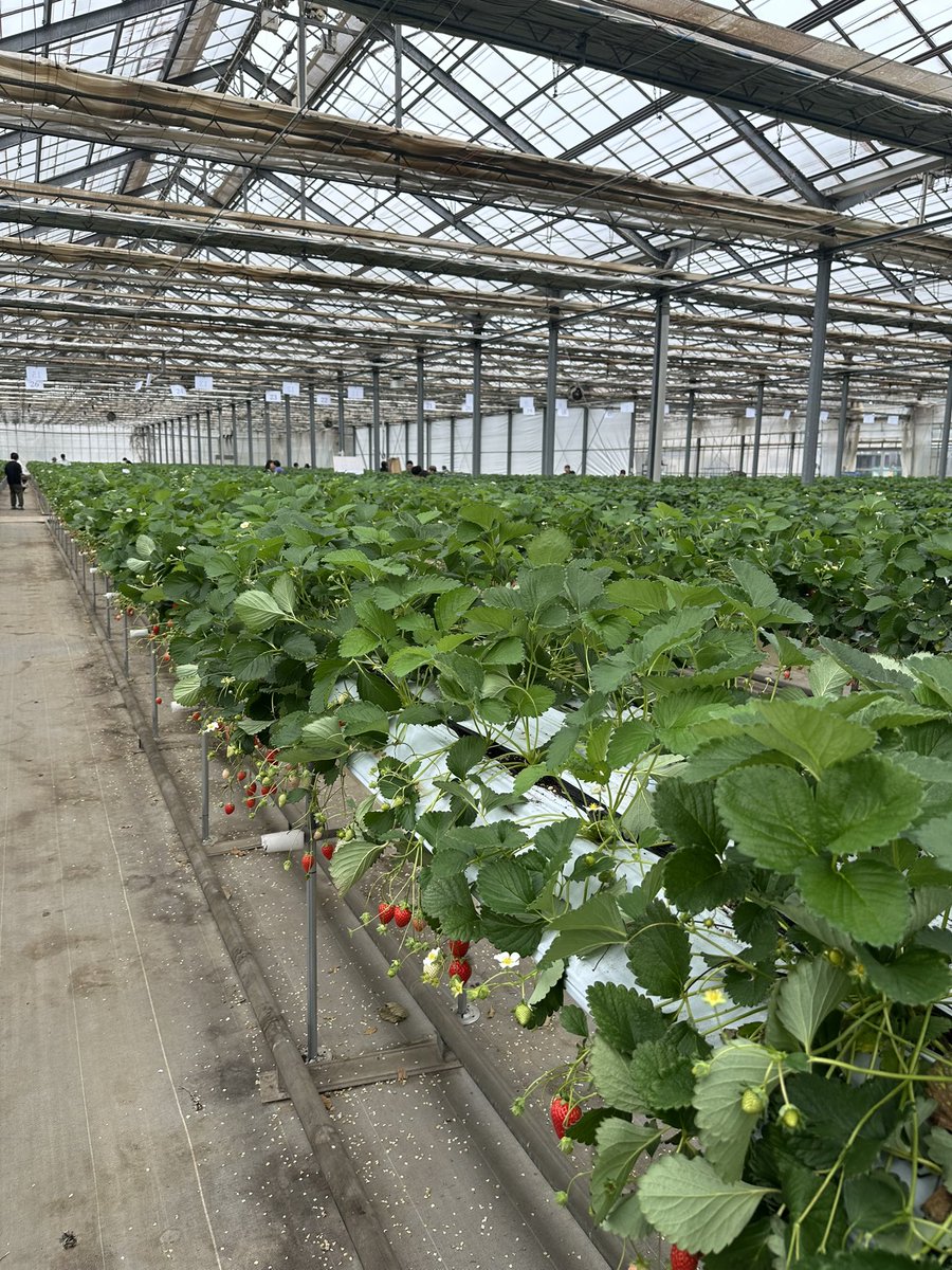 シングルパパ　あきひろと tweet media