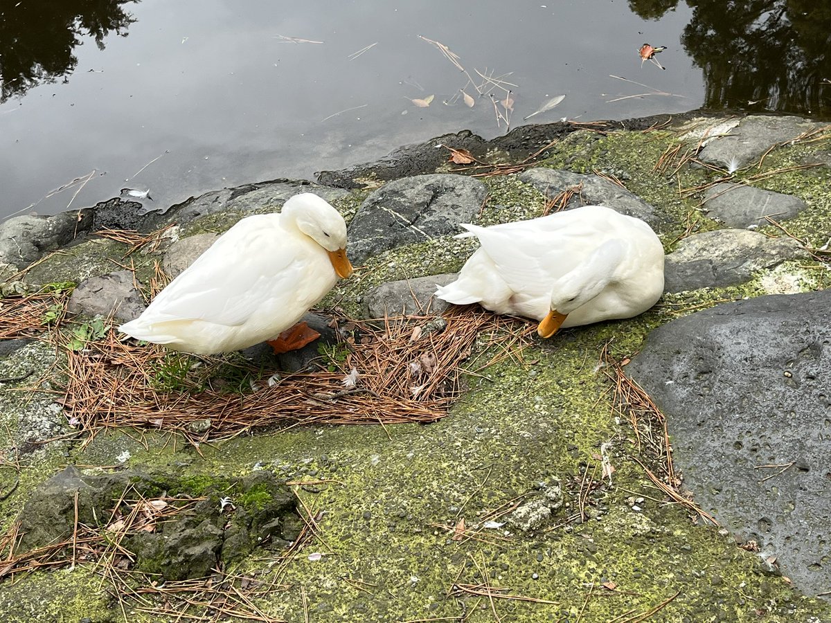 Moroo Jun tweet media