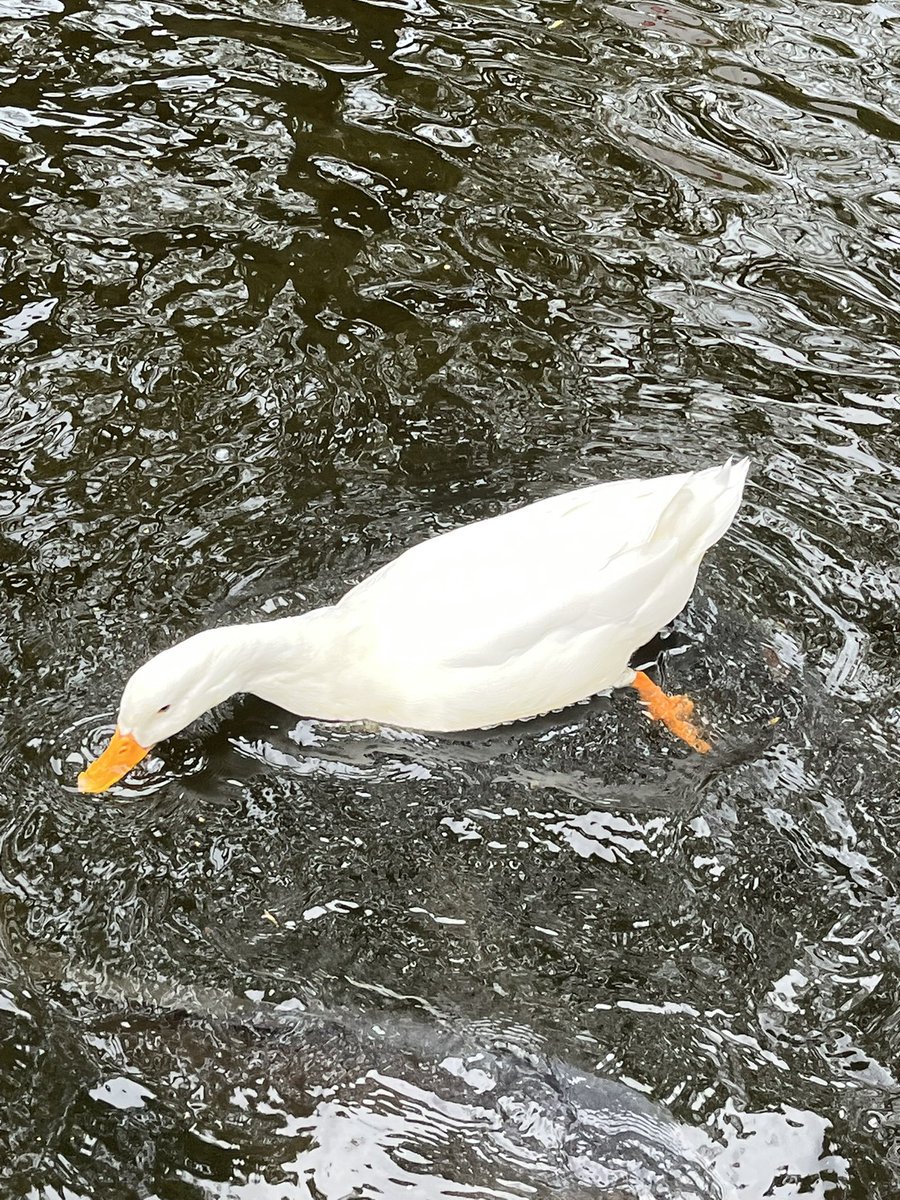 Moroo Jun tweet media