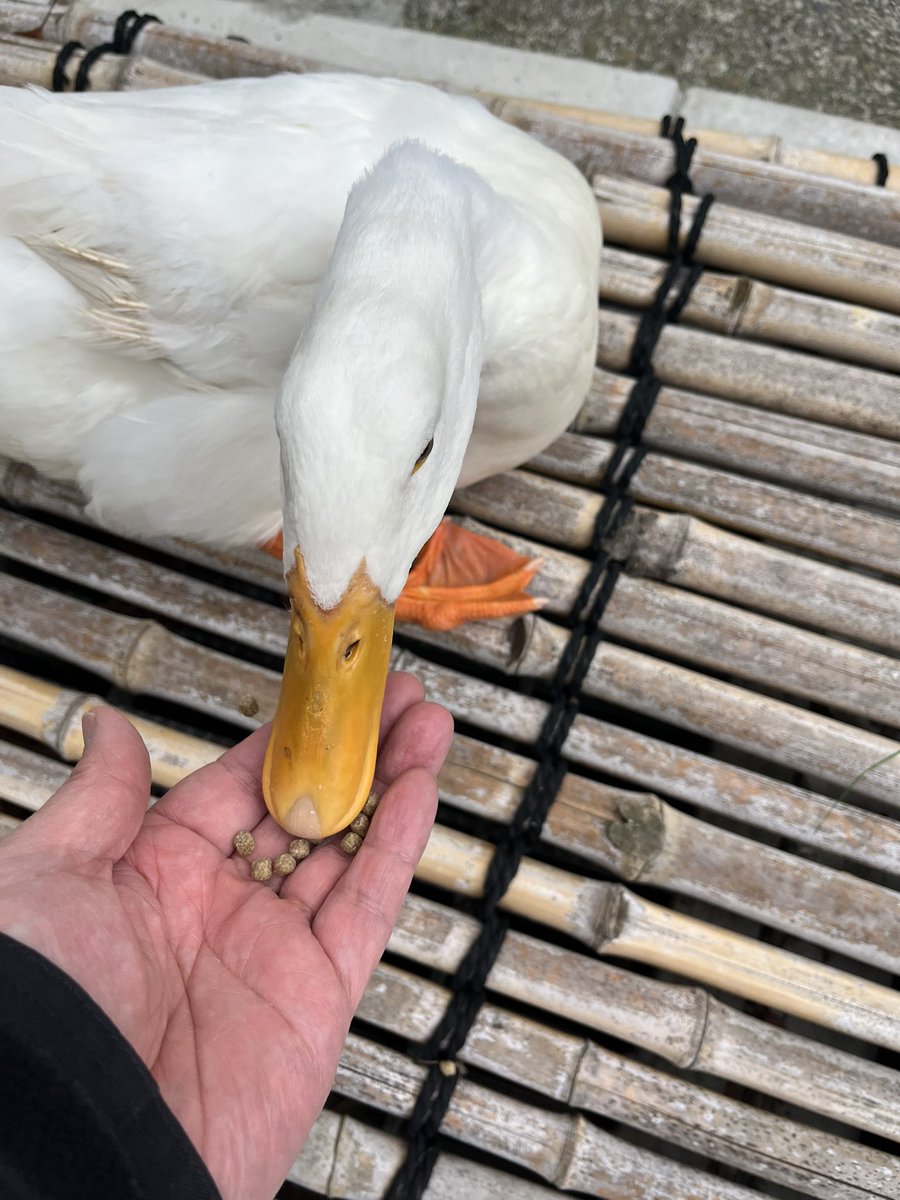 Moroo Jun tweet media