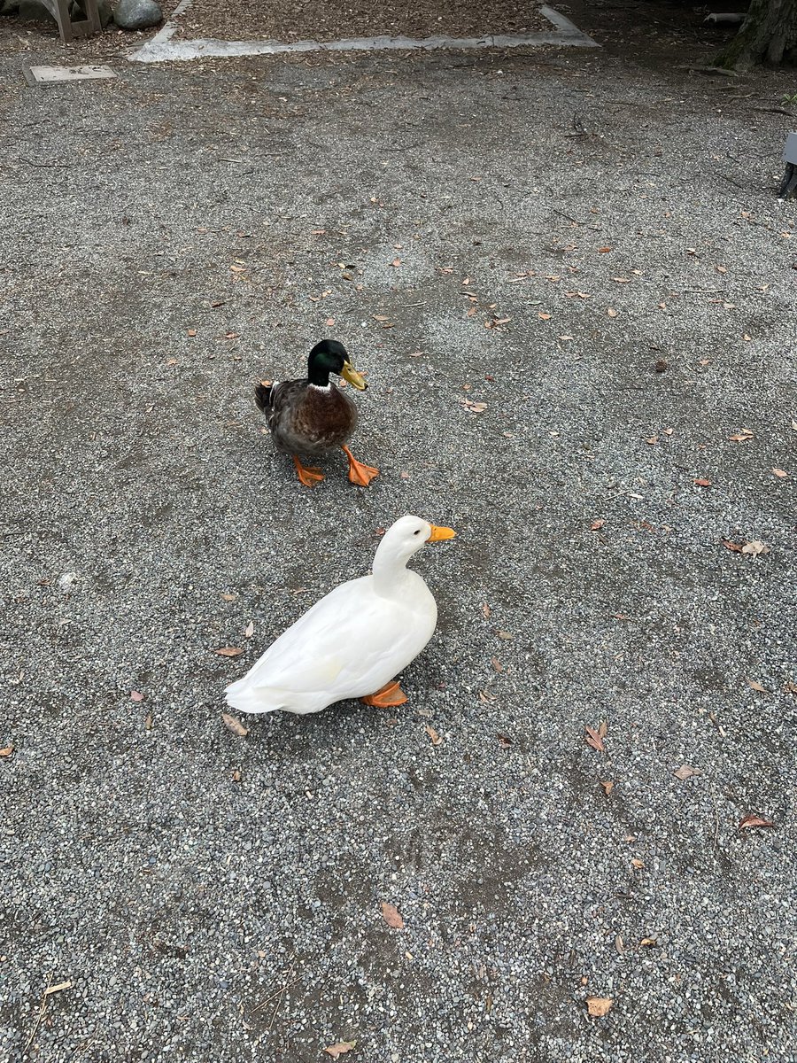 Moroo Jun tweet media