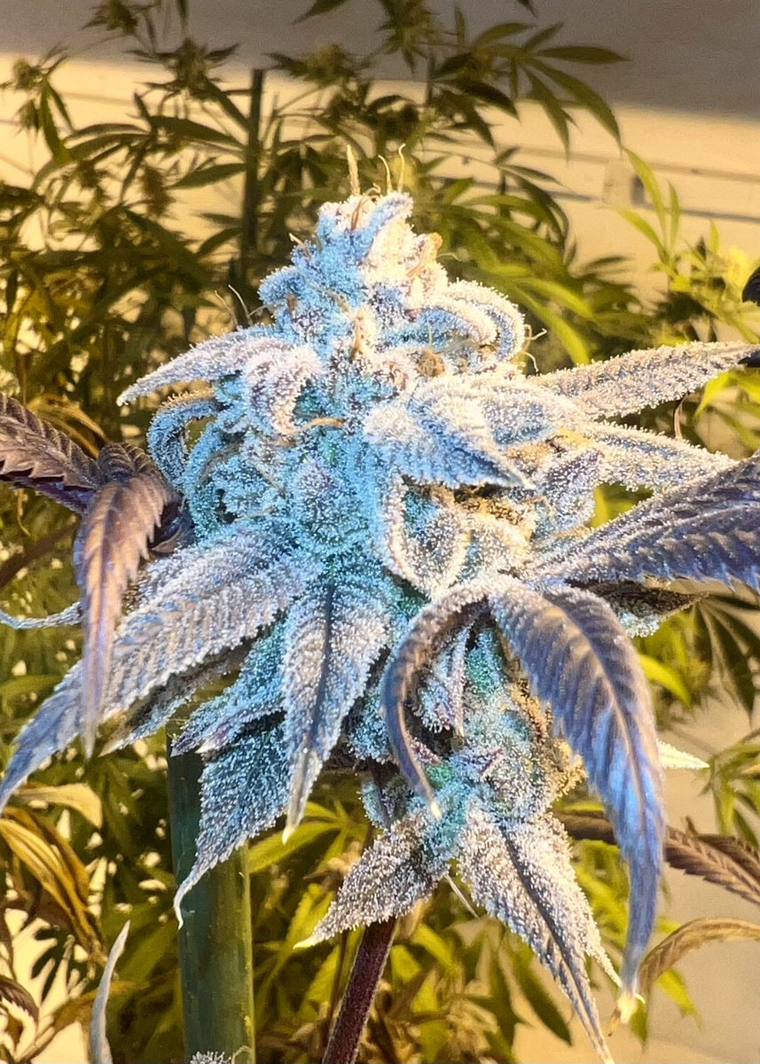 All_MIXED_UP tweet media