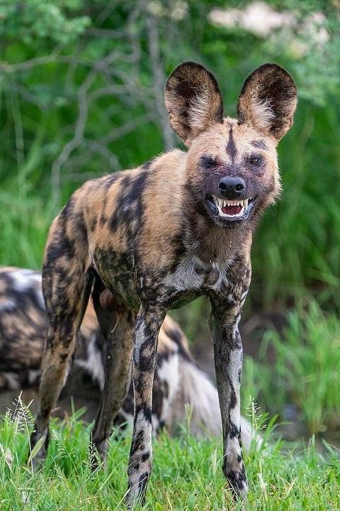 ♛ 𝖘𝖊-𝖚𝖓 ♛ 🇳🇬🇯🇵🇺🇸 tweet media