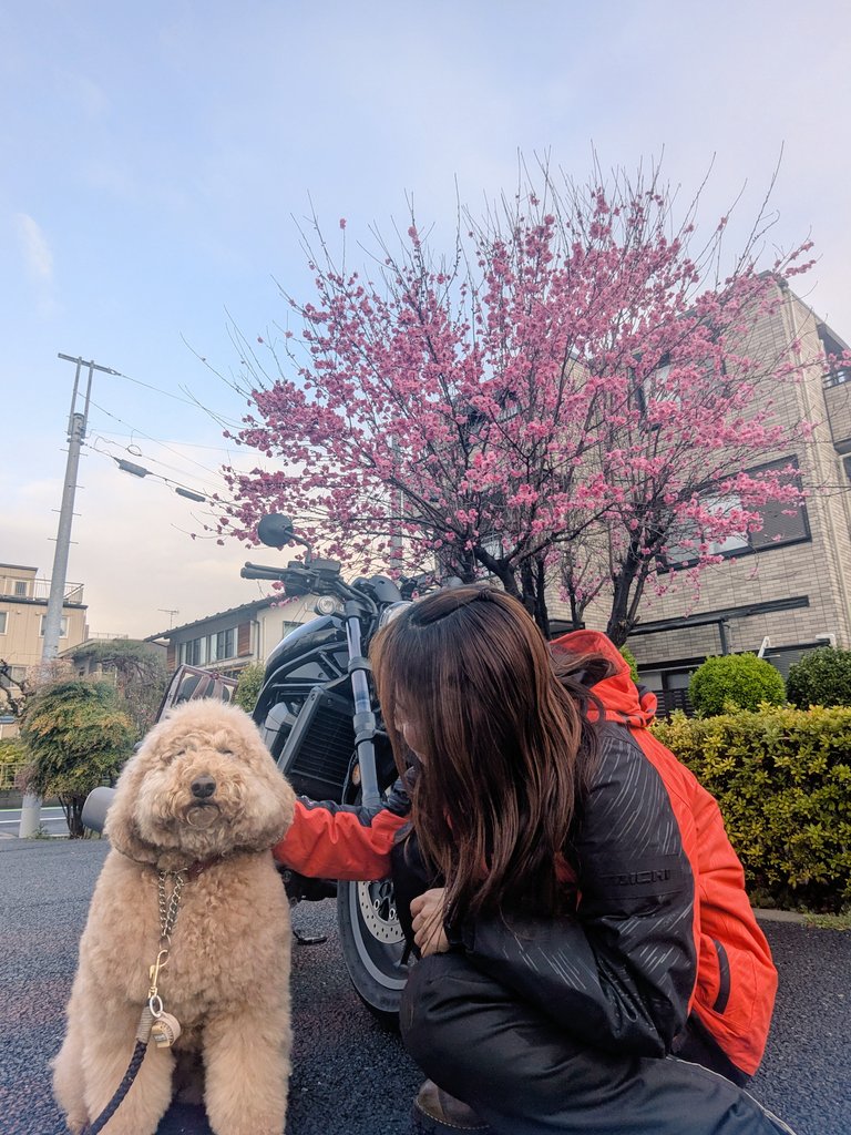 はさみさん(* ´ ▽ ` *) tweet media