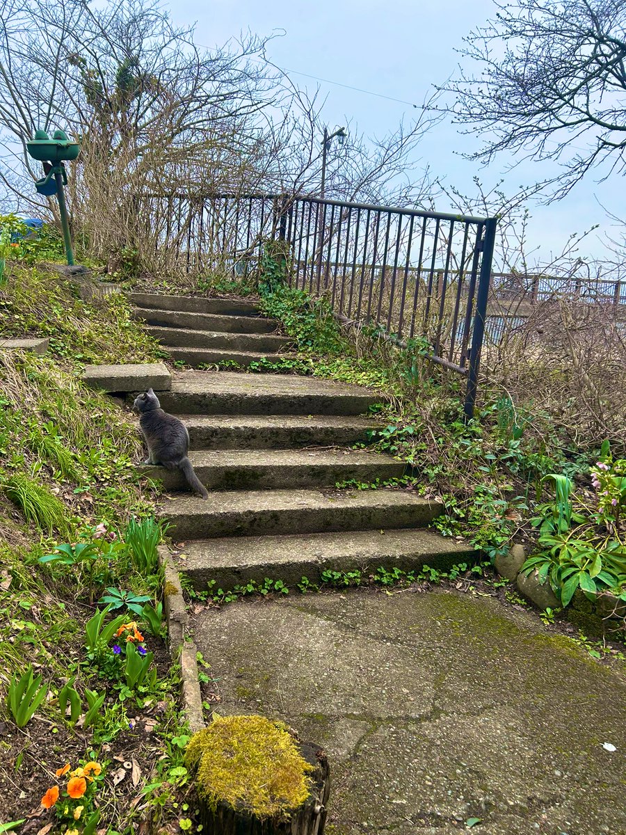 café pont chatポンシャ tweet media