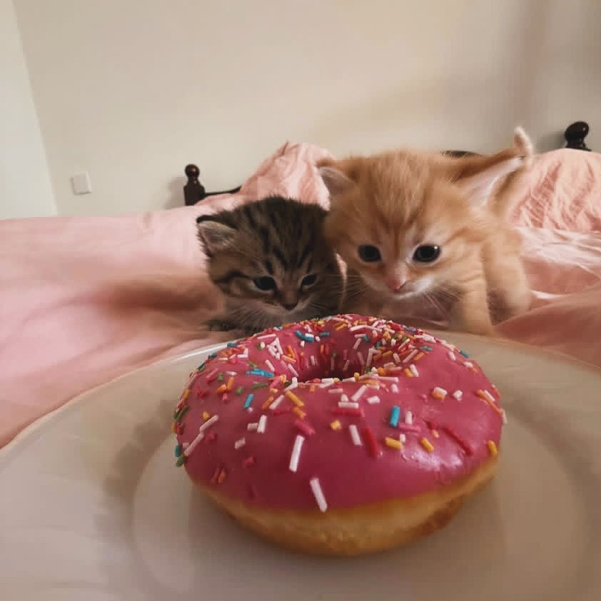 こねこ図鑑 tweet media