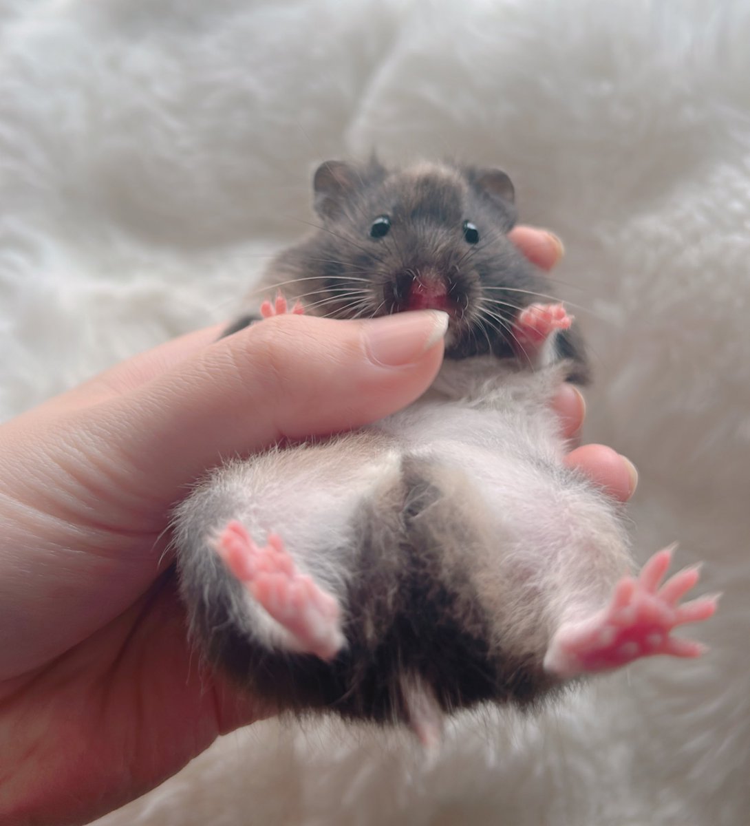 もふもふの飼い主 tweet media