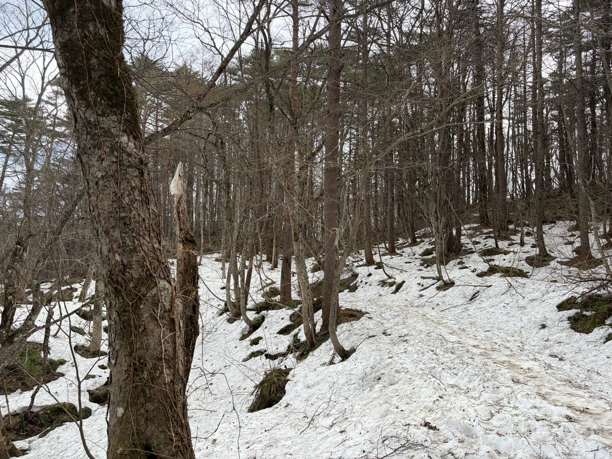 青楓🍶🍁 tweet media