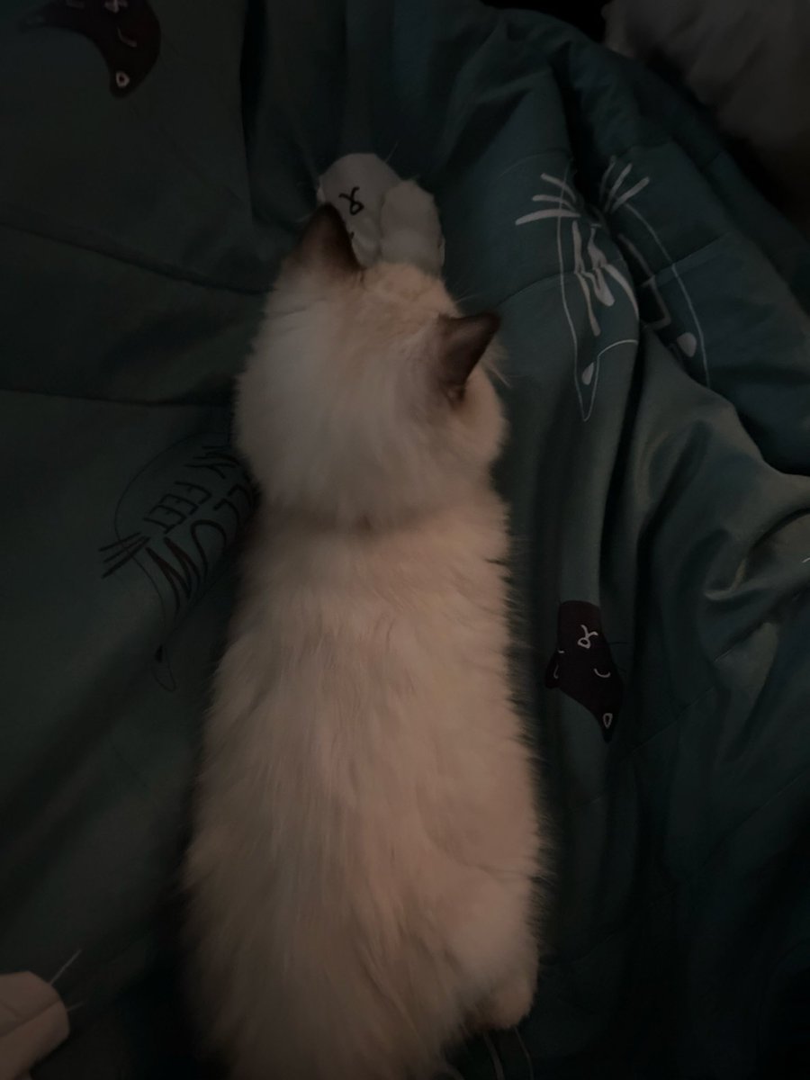 凱爾 / Kyle Ch. tweet media