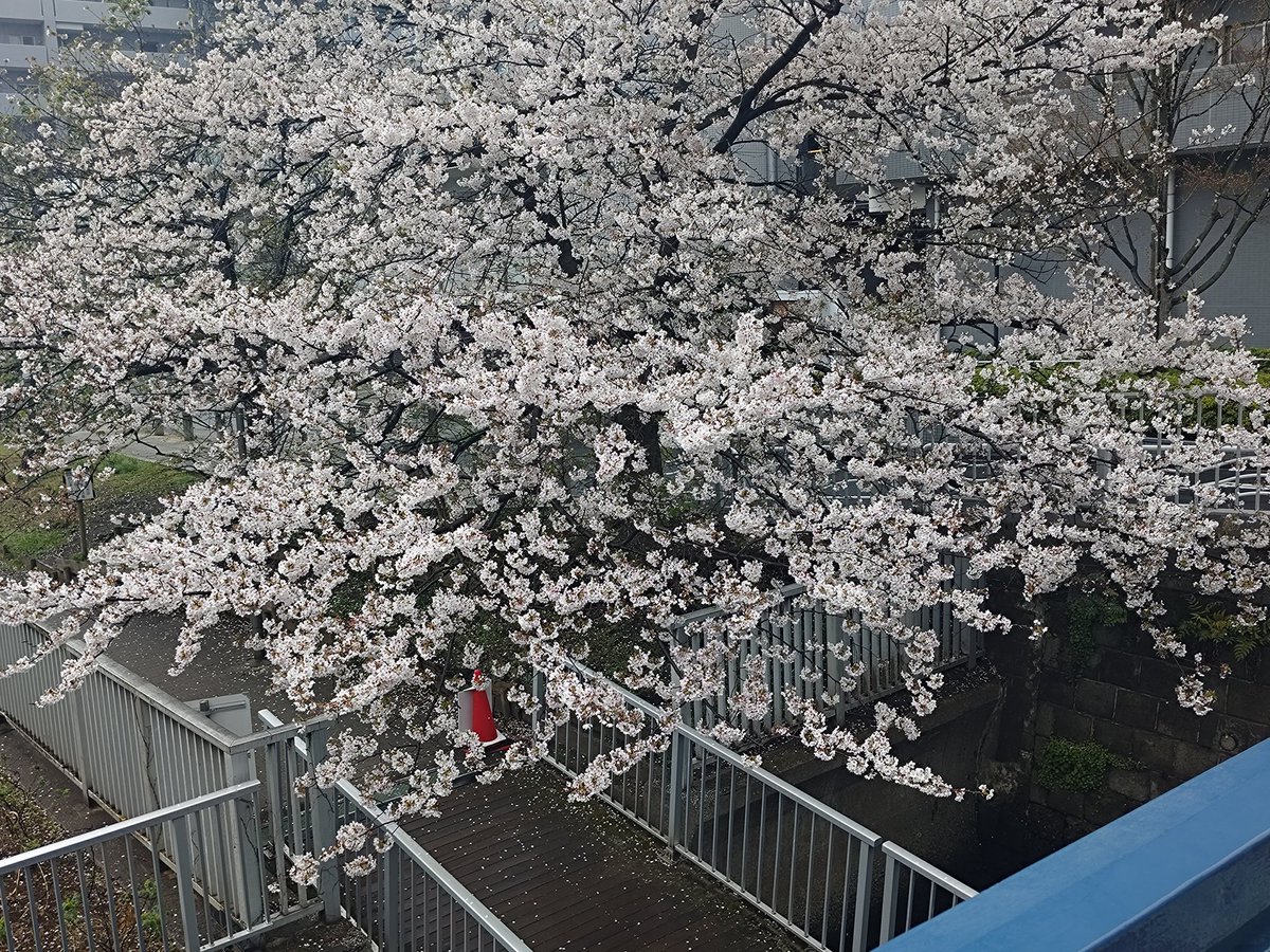 オカシラ tweet media