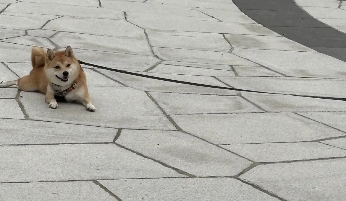 豆柴ぐり tweet media