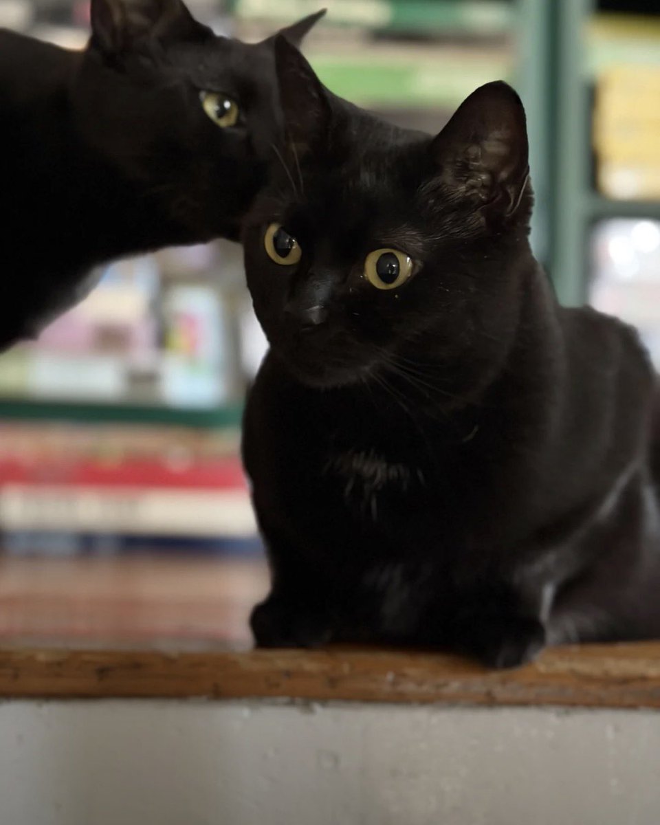 catshealdeprsn's tweet image. When your voids inadvertently recreate a 9/11 meme

All it’s missing is a copy of *The Pet Goat*.