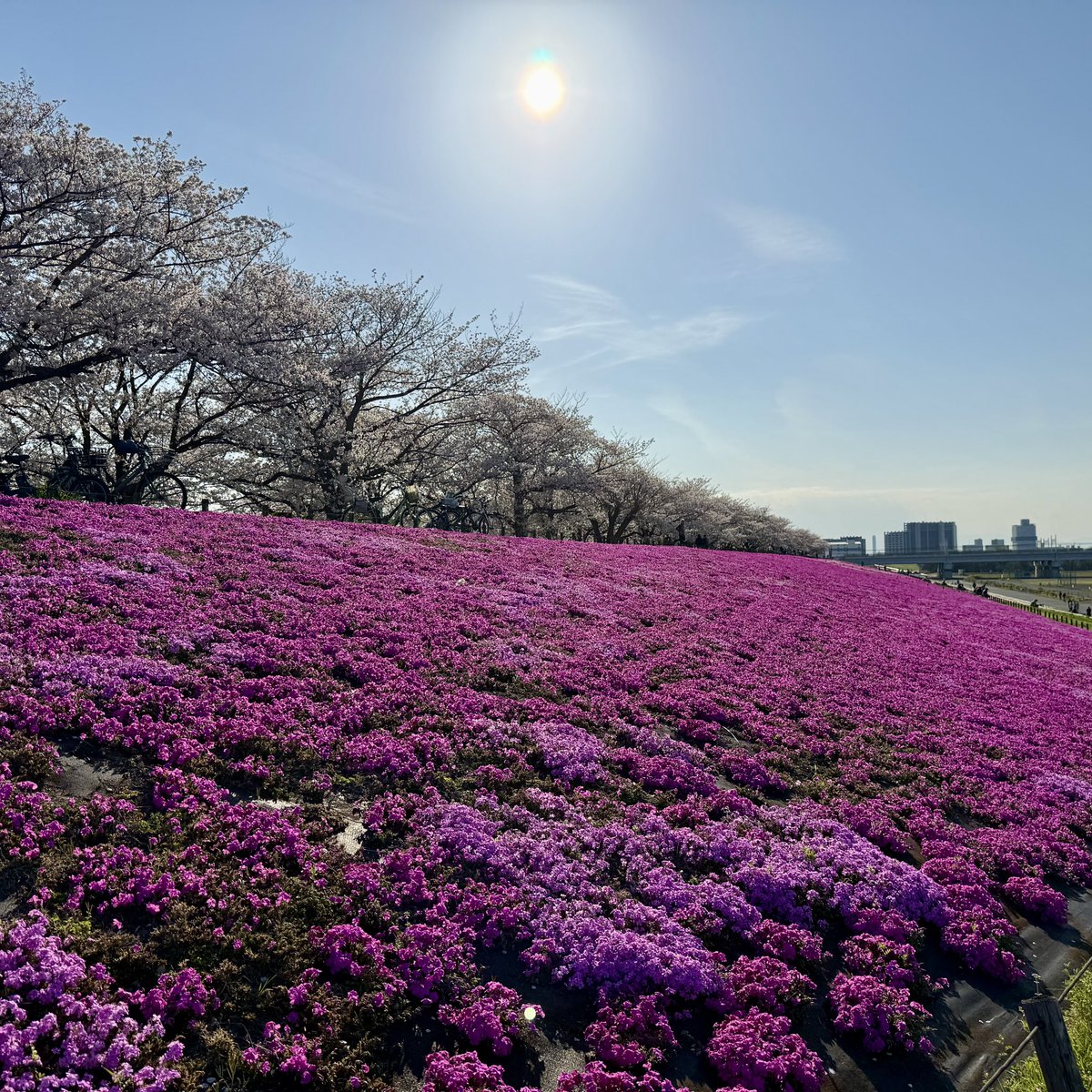 ふじ tweet media