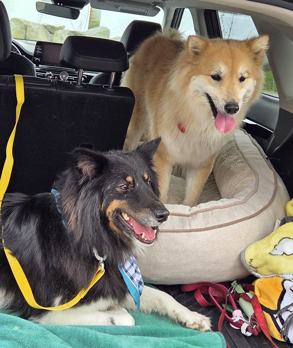 제야네🐾 tweet media