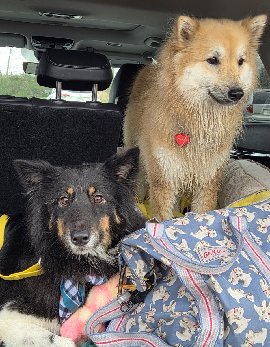 제야네🐾 tweet media