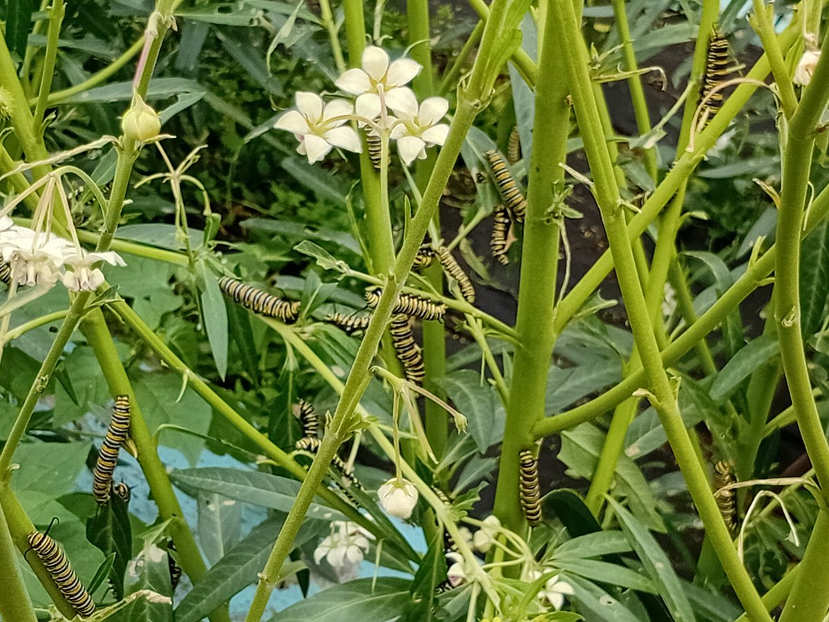 Rob o Aotearoa - Honour the Treaty of Waitangi tweet media