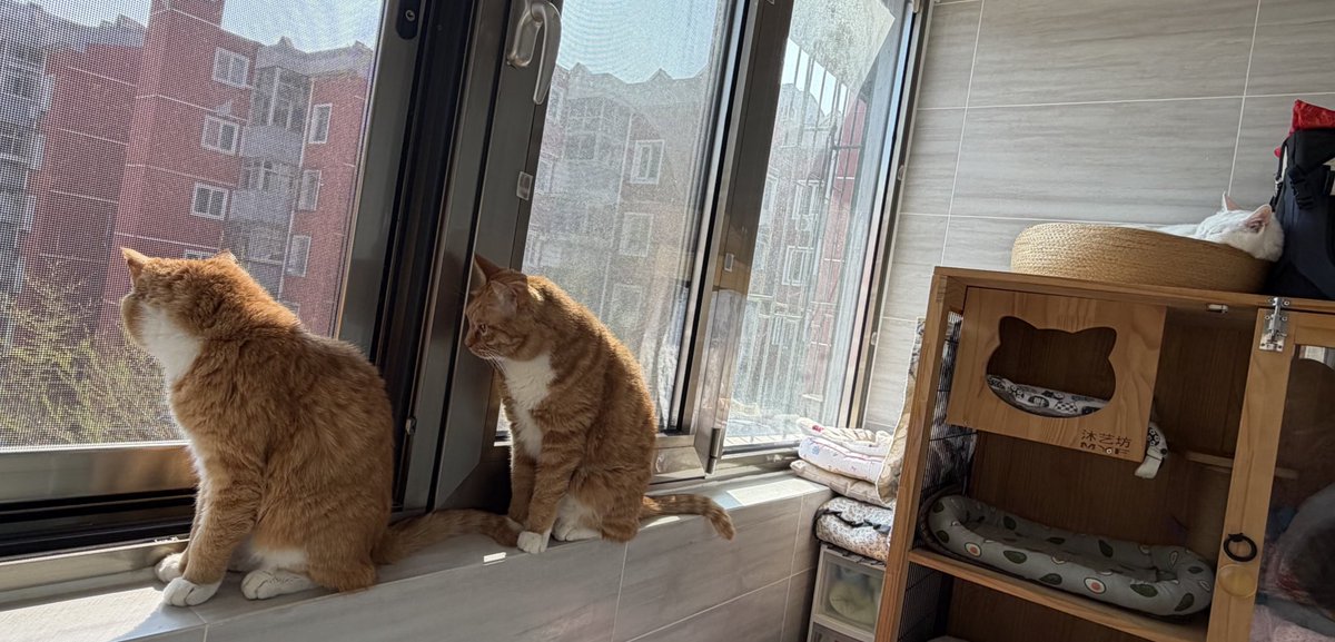 冰比冰水冰 tweet media